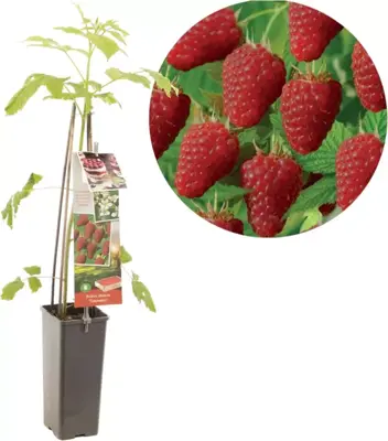 Rubus idaeus 'Tulameen' (Framboos) fruitplant 60cm - afbeelding 1