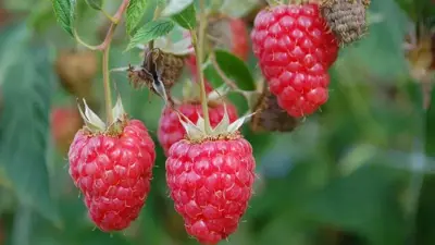 Rubus idaeus 'Tulameen' (Framboos) fruitplant 60cm - afbeelding 5