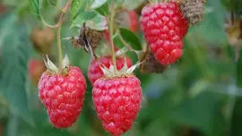 Rubus idaeus 'Tulameen' (Framboos) fruitplant 60cm - afbeelding 5
