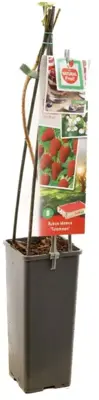 Rubus idaeus 'Tulameen' (Framboos) fruitplant 60cm - afbeelding 3