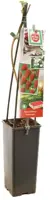 Rubus idaeus 'Tulameen' (Framboos) fruitplant 60cm - afbeelding 3
