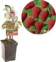 Rubus idaeus 'Tulameen' (Framboos) fruitplant 65cm - afbeelding 1