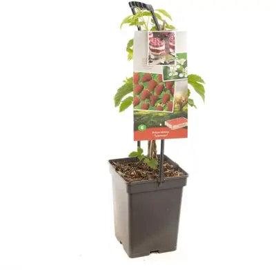 Rubus idaeus 'Tulameen' (Framboos) fruitplant 65cm - afbeelding 2