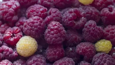 Rubus idaeus x occidentalis 'Autumn Passion' (Framboos) fruitplant 60cm - afbeelding 3