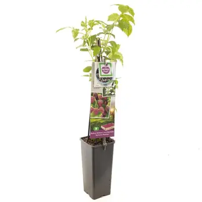 Rubus idaeus x occidentalis 'Autumn Passion' (Framboos) fruitplant 60cm - afbeelding 1