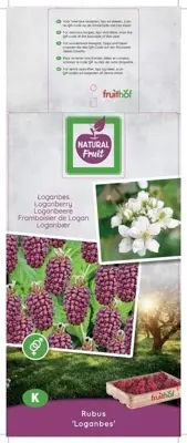 Rubus 'Loganbes' (Loganbes) fruitplant 150cm - afbeelding 2