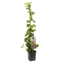 Rubus 'Loganbes' (Loganbes) fruitplant 150cm - afbeelding 1