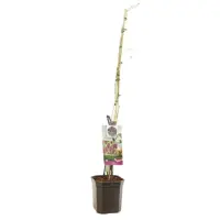 Rubus 'Loganbes' (Loganbes) fruitplant 150cm - afbeelding 3