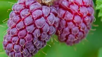 Rubus obaccus 'Loganbes' (Bessen) fruitplant 60cm - afbeelding 3