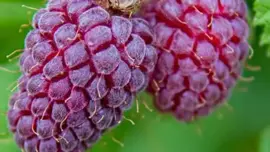 Rubus obaccus 'Loganbes' (Bessen) fruitplant 60cm - afbeelding 3