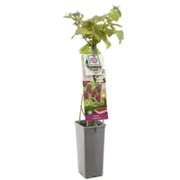 Rubus obaccus 'Loganbes' (Bessen) fruitplant 60cm - afbeelding 1