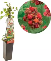Rubus phoenicolasius 'Japanse Wijnbes' (Bessen) fruitplant 60cm kopen?