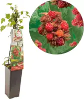 Rubus phoenicolasius 'Japanse Wijnbes' (Bessen) fruitplant 60cm - afbeelding 1