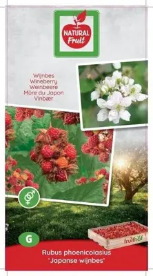 Rubus phoenicolasius 'Japanse Wijnbes' (Bessen) fruitplant 60cm - afbeelding 4