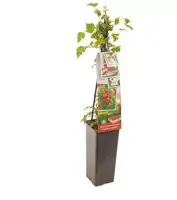 Rubus phoenicolasius 'Japanse Wijnbes' (Bessen) fruitplant 60cm - afbeelding 2