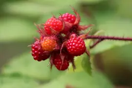 Rubus phoenicolasius 'Japanse Wijnbes' (Bessen) fruitplant 60cm - afbeelding 5