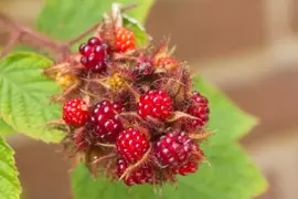 Rubus phoenicolasius 'Japanse Wijnbes' (Bessen) fruitplant 60cm - afbeelding 6