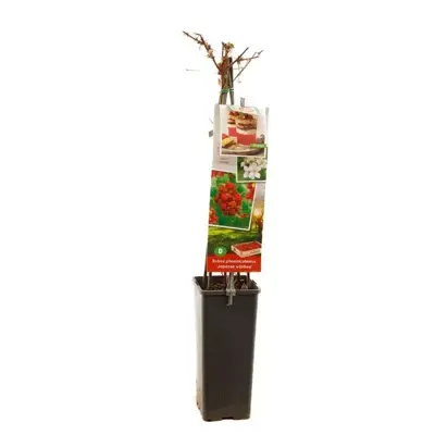 Rubus phoenicolasius 'Japanse Wijnbes' (Bessen) fruitplant 60cm - afbeelding 3