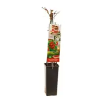 Rubus phoenicolasius 'Japanse Wijnbes' (Bessen) fruitplant 60cm - afbeelding 3
