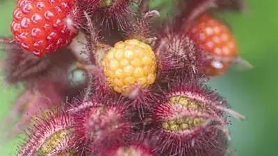 Rubus phoenicolasius 'Japanse Wijnbes' (Bessen) fruitplant 65cm - afbeelding 2