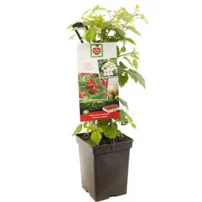 Rubus phoenicolasius 'Japanse Wijnbes' (Bessen) fruitplant 65cm - afbeelding 1