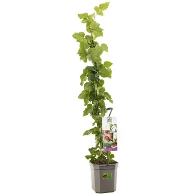 Rubus 'Tayberry' (Bessen) fruitplant 150cm - afbeelding 1