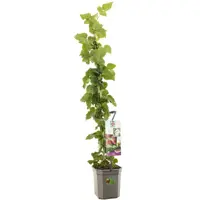 Rubus 'Tayberry' (Bessen) fruitplant 150cm - afbeelding 1