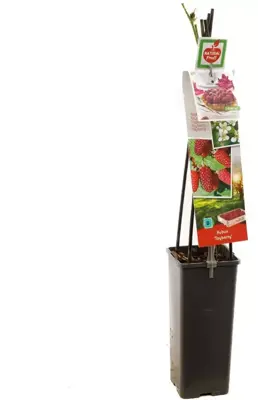Rubus 'Tayberry' (Bessen) fruitplant 60cm - afbeelding 3