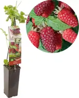 Rubus 'Tayberry' (Bessen) fruitplant 60cm - afbeelding 1
