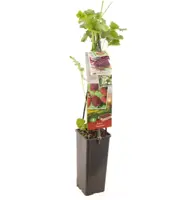 Rubus 'Tayberry' (Bessen) fruitplant 60cm - afbeelding 2