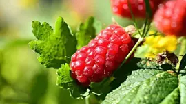 Rubus 'Tayberry' (Bessen) fruitplant 60cm - afbeelding 4