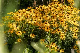 Rudbeckia fulgida 'American Gold Rush' (Zonnehoed) - afbeelding 10