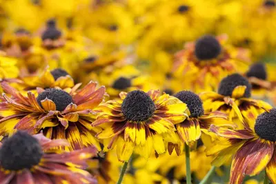 Rudbeckia fulgida 'American Gold Rush' (Zonnehoed) - afbeelding 2