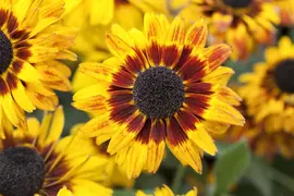 Rudbeckia fulgida 'American Gold Rush' (Zonnehoed) - afbeelding 3