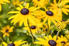 Rudbeckia fulgida 'American Gold Rush' (Zonnehoed) - afbeelding 5