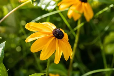 Rudbeckia fulgida 'American Gold Rush' (Zonnehoed) - afbeelding 7