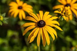 Rudbeckia fulgida 'American Gold Rush' (Zonnehoed) - afbeelding 9