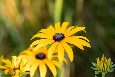 Rudbeckia fulgida 'American Gold Rush' (Zonnehoed) - afbeelding 11