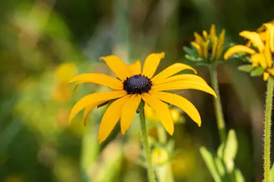 Rudbeckia fulgida 'American Gold Rush' (Zonnehoed) - afbeelding 12
