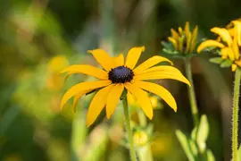 Rudbeckia fulgida 'American Gold Rush' (Zonnehoed) - afbeelding 12