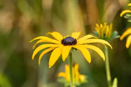 Rudbeckia fulgida 'American Gold Rush' (Zonnehoed) - afbeelding 13
