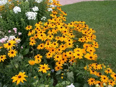 Rudbeckia fulgida 'American Gold Rush' (Zonnehoed) - afbeelding 6