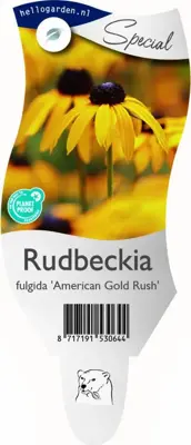 Rudbeckia fulgida 'American Gold Rush' (Zonnehoed) - afbeelding 1