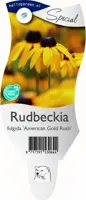 Rudbeckia fulgida 'American Gold Rush' (Zonnehoed) - afbeelding 1