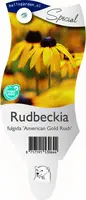 Rudbeckia fulgida 'American Gold Rush' (Zonnehoed) - afbeelding 1