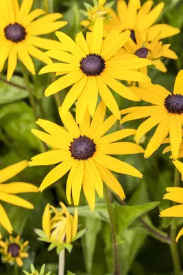 Rudbeckia fulgida 'American Gold Rush' (Zonnehoed) - afbeelding 4