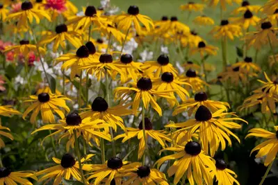 Rudbeckia fulgida 'Goldsturm' (Zonnehoed) - afbeelding 6