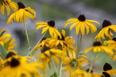 Rudbeckia fulgida 'Goldsturm' (Zonnehoed) - afbeelding 8