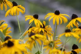 Rudbeckia fulgida 'Goldsturm' (Zonnehoed) - afbeelding 8