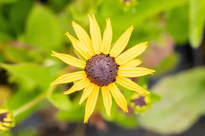 Rudbeckia fulgida 'Goldsturm' (Zonnehoed) - afbeelding 11